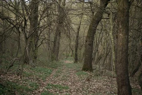 Forest and fields in early spring Stock Photos