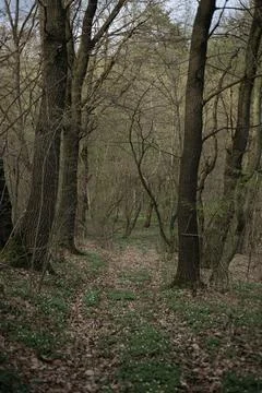 Forest and fields in early spring Stock Photos