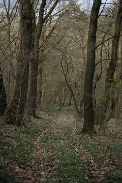 Forest and fields in early spring Stock Photos