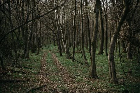 Forest and fields in early spring Stock Photos