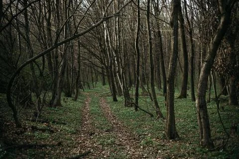 Forest and fields in early spring Stock Photos