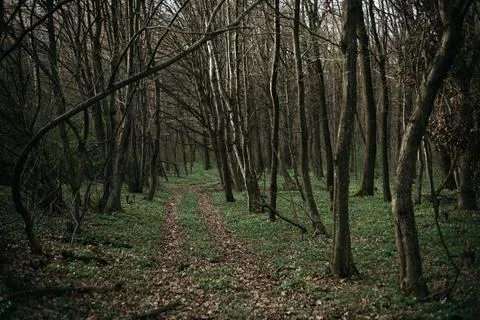 Forest and fields in early spring Stock Photos