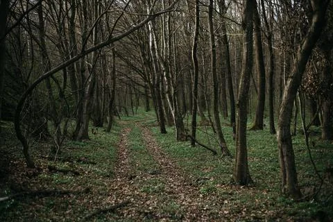 Forest and fields in early spring Stock Photos