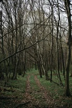 Forest and fields in early spring Stock Photos