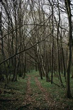 Forest and fields in early spring Stock Photos