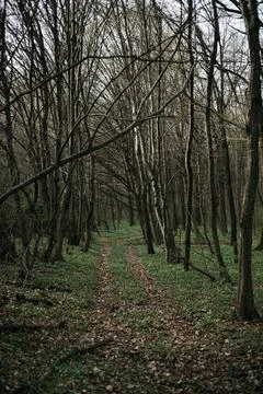 Forest and fields in early spring Stock Photos