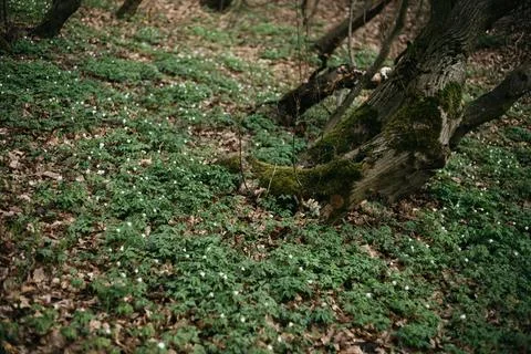 Forest and fields in early spring Stock Photos