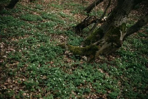 Forest and fields in early spring Stock Photos