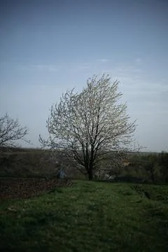 Forest and fields in early spring Stock Photos