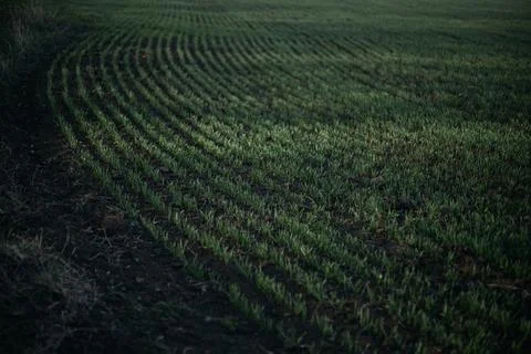 Forest and fields in early spring Stock Photos