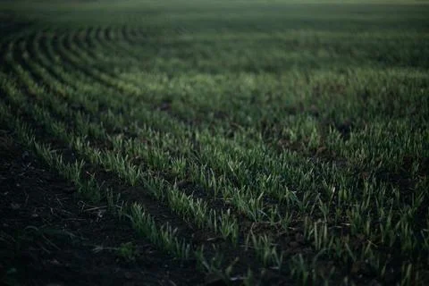 Forest and fields in early spring Stock Photos