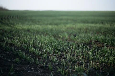 Forest and fields in early spring Stock Photos