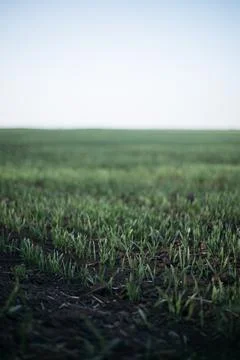 Forest and fields in early spring Stock Photos
