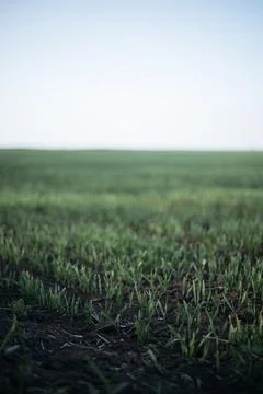 Forest and fields in early spring Stock Photos