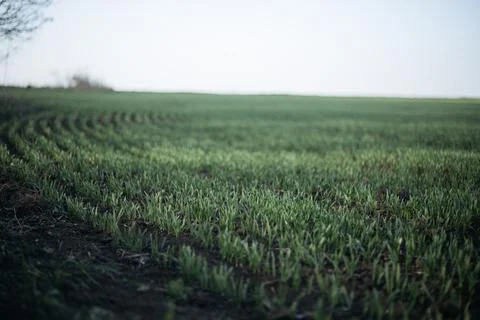 Forest and fields in early spring Stock Photos