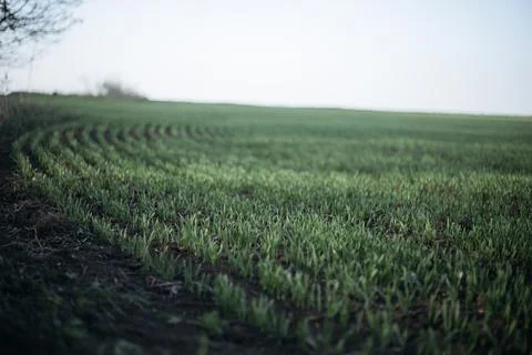 Forest and fields in early spring Stock Photos