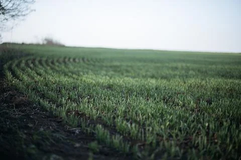 Forest and fields in early spring Stock Photos