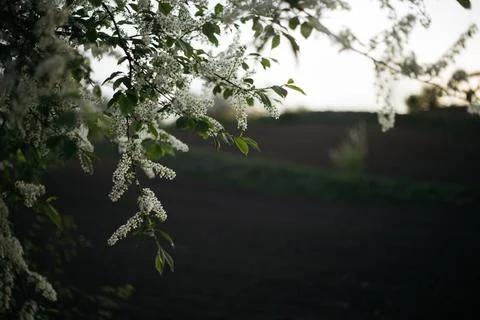 Forest and fields in early spring Stock Photos