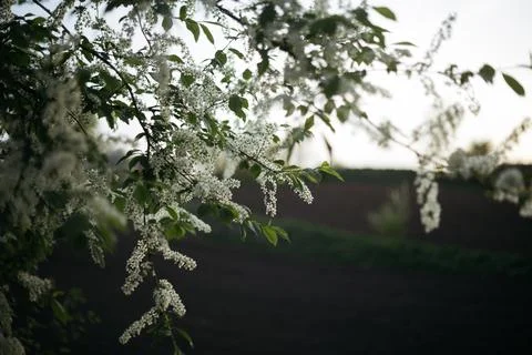 Forest and fields in early spring Stock Photos