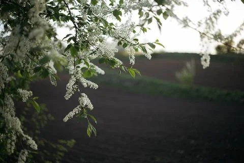 Forest and fields in early spring Stock Photos