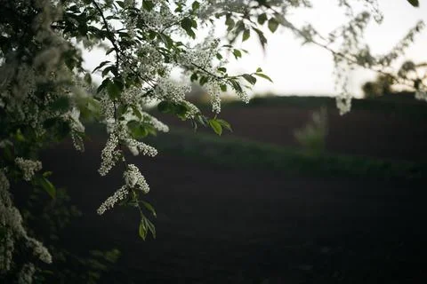 Forest and fields in early spring Stock Photos