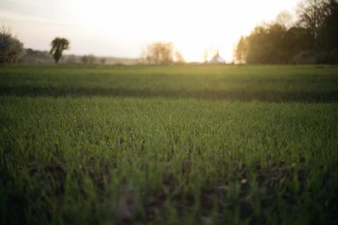 Forest and fields in early spring Stock Photos