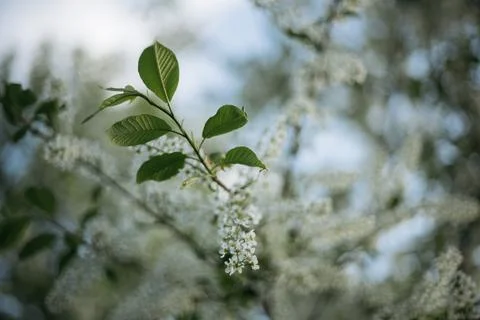 Forest and fields in early spring Stock Photos