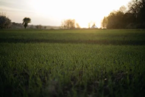 Forest and fields in early spring Stock Photos