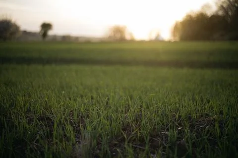 Forest and fields in early spring Stock Photos