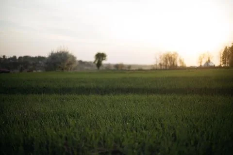 Forest and fields in early spring Stock Photos