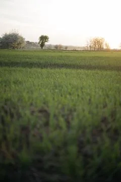 Forest and fields in early spring Stock Photos