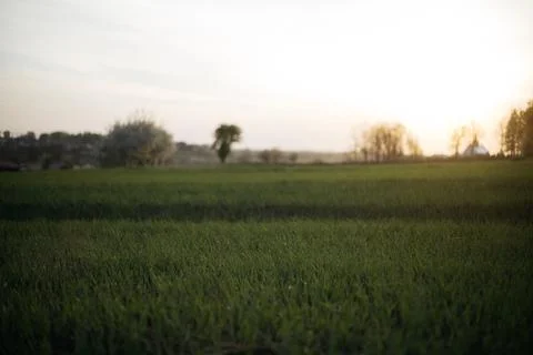 Forest and fields in early spring Stock Photos