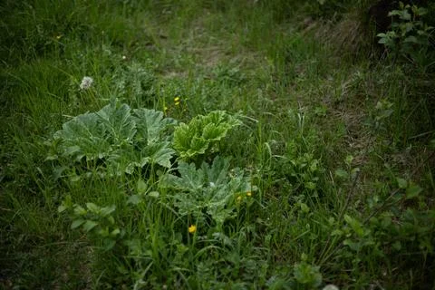 Forest and fields in early spring Stock Photos