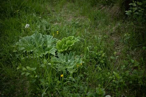 Forest and fields in early spring Stock Photos