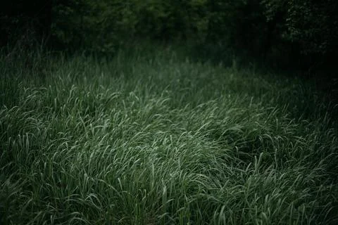 Forest and fields in early spring Stock Photos