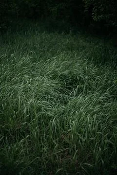 Forest and fields in early spring Stock Photos