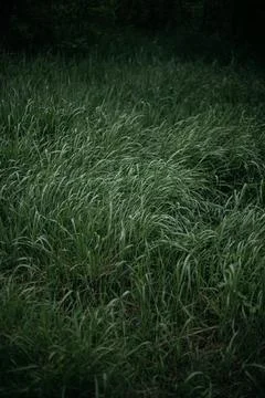 Forest and fields in early spring Stock Photos