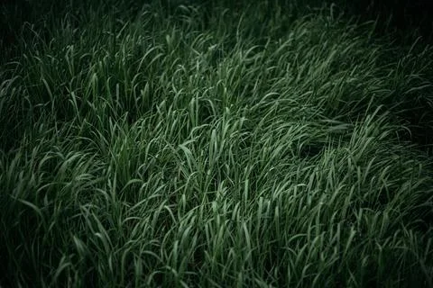 Forest and fields in early spring Stock Photos
