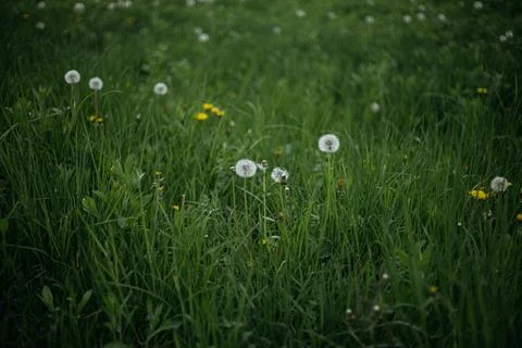 Forest and fields in early spring Stock Photos