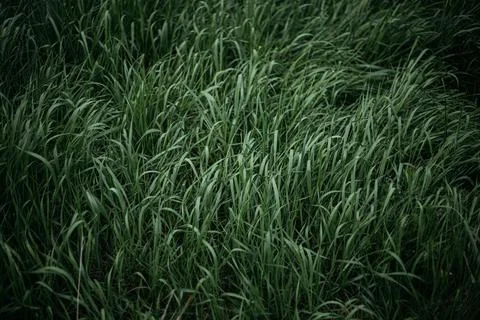Forest and fields in early spring Stock Photos