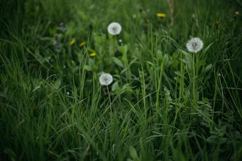 Forest and fields in early spring Stock Photos