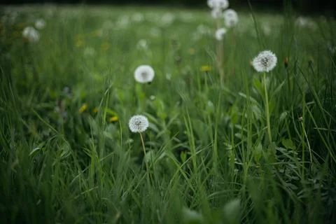 Forest and fields in early spring Stock Photos