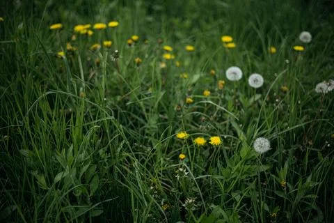 Forest and fields in early spring Stock Photos