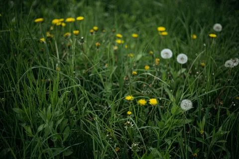 Forest and fields in early spring Stock Photos