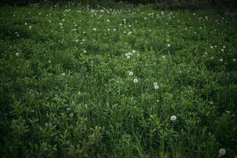 Forest and fields in early spring Stock Photos