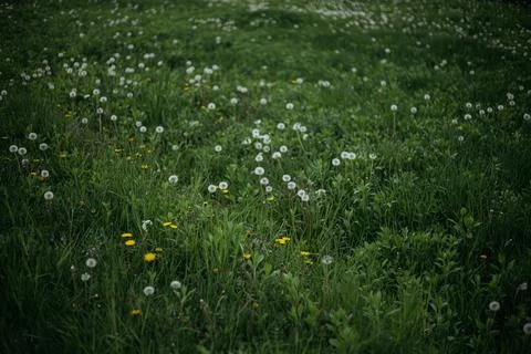 Forest and fields in early spring Stock Photos