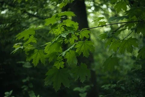 Forest and fields in early spring Stock Photos