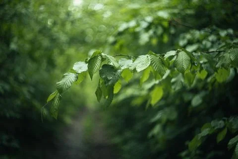 Forest and fields in early spring Stock Photos
