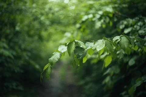 Forest and fields in early spring Stock Photos