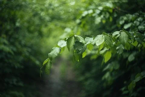 Forest and fields in early spring Stock Photos